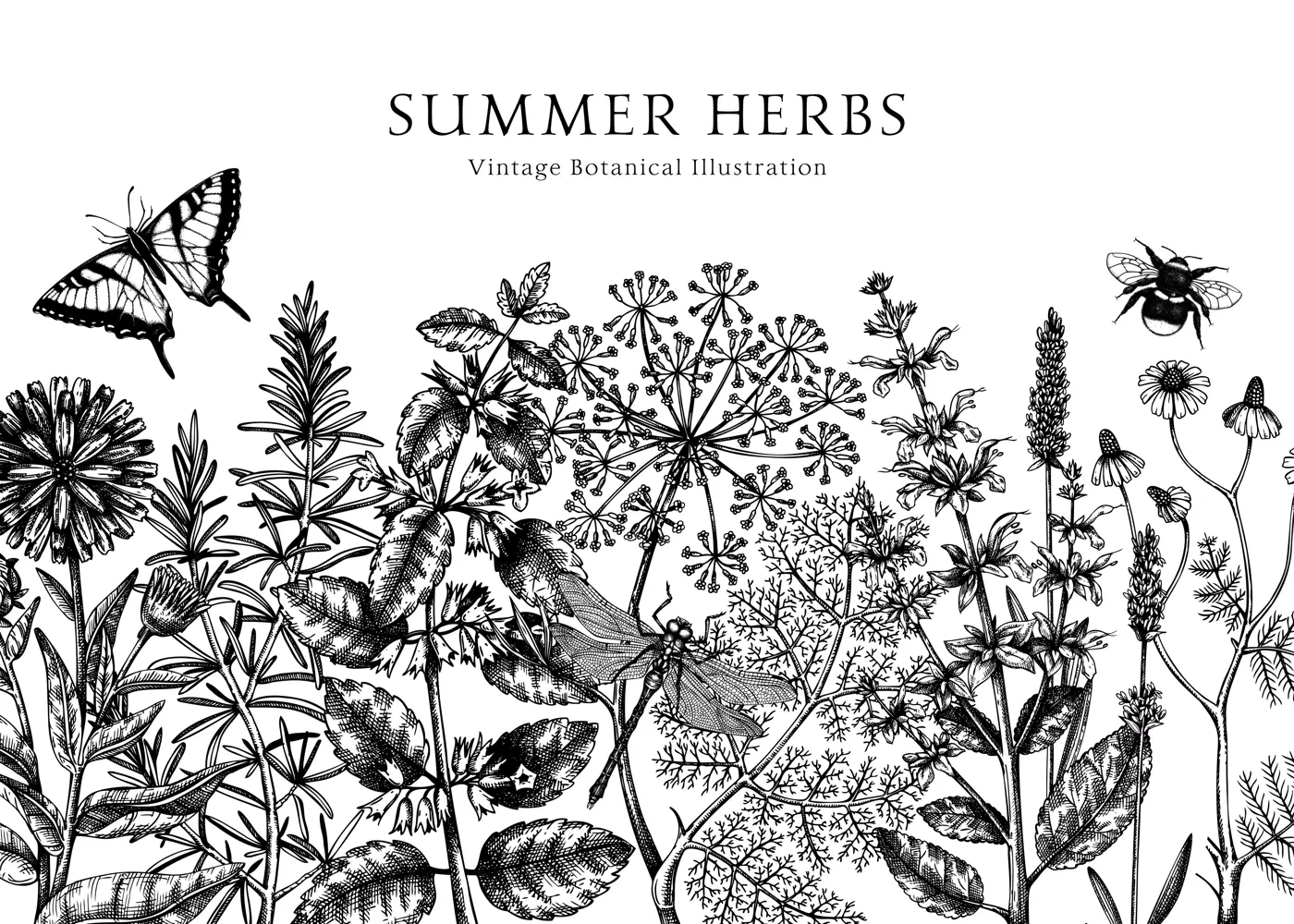 Vector herbs, flowers, meadows, insect background. Aromatic plants vintage banner. Medicinal herb sketches. Botanical design for cosmetics, perfumery, packaging. Herbal tea ingredients. Black outlines Illustration
